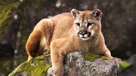 Nebraska Game And Parks Opens Lottery For Mountain Lion Hunting Permits