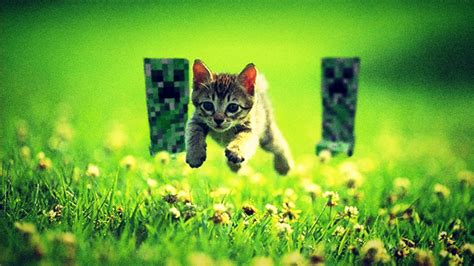 Free Download Cats Funny Minecraft Running Running Away Wallpapers [1920x1080] For Your Desktop