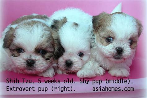 Contact shih tzu puppies for sale on messenger. 031119ASingapore real estate, condo internet advertising ...