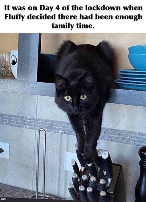 65 Of The Best Cat Memes That Show Whos The Real Boss