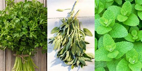 10 Of The Best Herbs To Grow In Your Garden Best Herb Plants To Grow