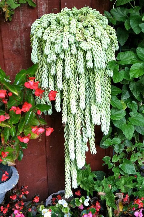 Donkey Tail Plants Be Creative Hanging Succulents Planting