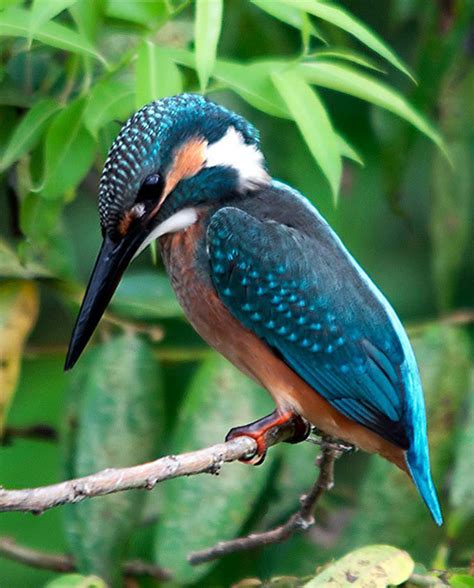 Stunning Photographs Of Kingfisher Bird Incre