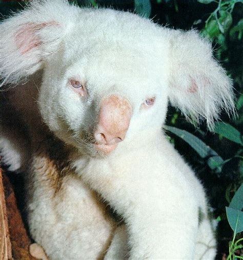 8 Examples Of Albinism In The Animal Kingdom Featured Creature