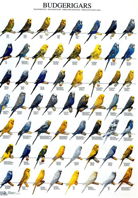 Budgies Are Awesome Budgerigar Poster