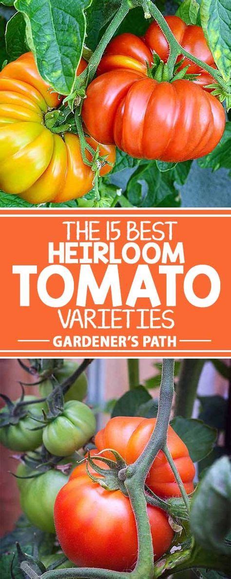 21 Of The Best Heirloom Tomato Varieties Gardeners Path Growing