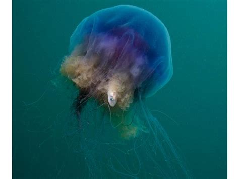 A Feeding Blue Jellyfish Marine Life Blue Jellyfish Species