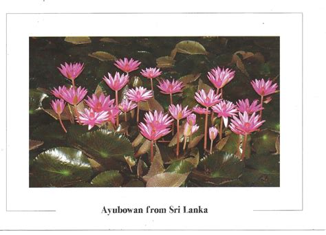 My Postcard Page Sri Lanka ~ National Flower Lotus