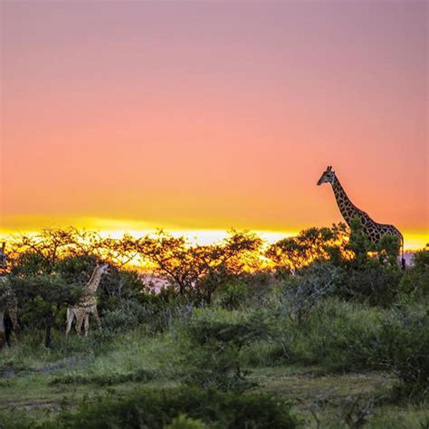 Thula Thula Private Game Reserve South Africa Wild Safari Guide