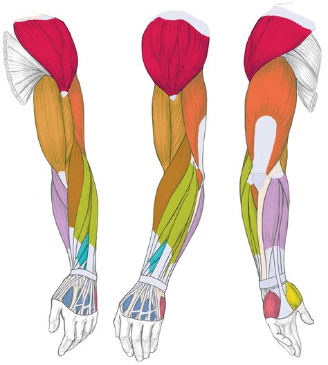 This group of muscles is so named because their tendons help form a cuff over the. Muscles of the Arm and Hand - Classic Human Anatomy in ...