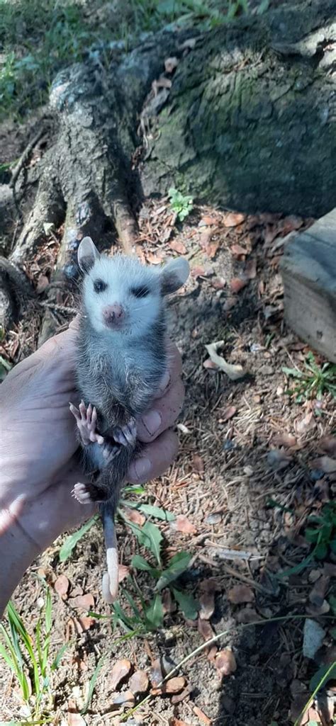 Baby Opossum That Fell From The Tree Aww