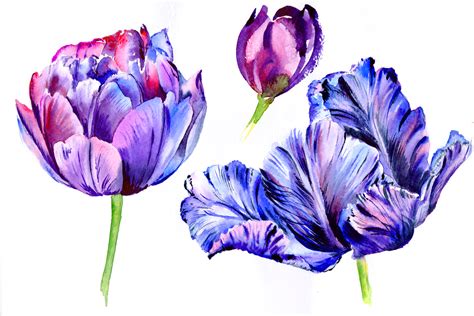 Purple Tulip Watercolor Flowers Png