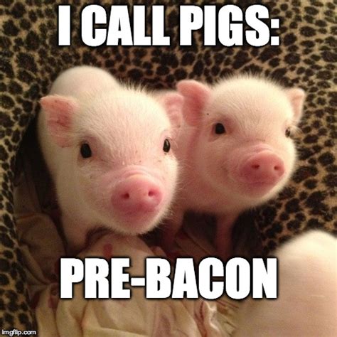 The Cuter The Pig The Tastier The Bacon Imgflip