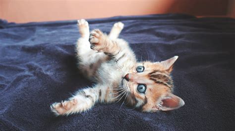 Fresh Super Cute Baby Cats Cat Picture