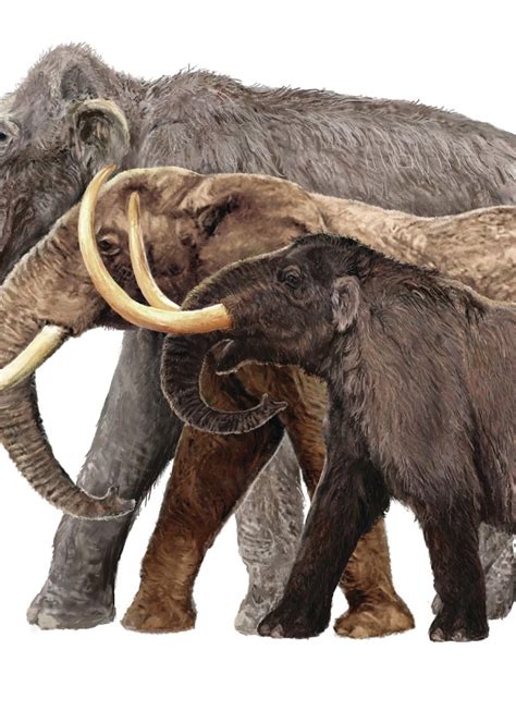 Mammoths And Mastodons Scavenger Hunt Natural History Museum