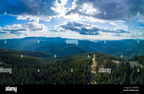 Evergreen Forest High Valley Of Rhodope Mountains Is Covered With Thick