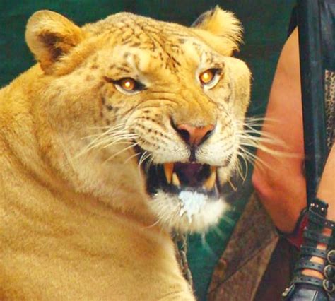 Contact liger quotes 2019 on messenger. Ligers - 99 Facts (With images) | Big cat family, Liger, Genus panthera