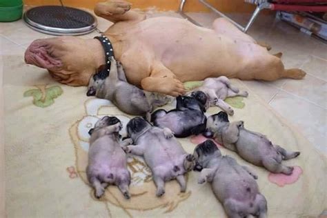 Data collection may not work properly (please direct. Cute dogs - part 164 (50 pics) | Amazing Creatures