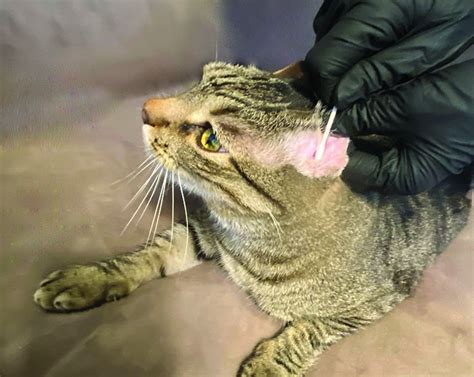 Flea Tick And Mite Treatment For Cats Sale Shop Save 50 Idiomasto