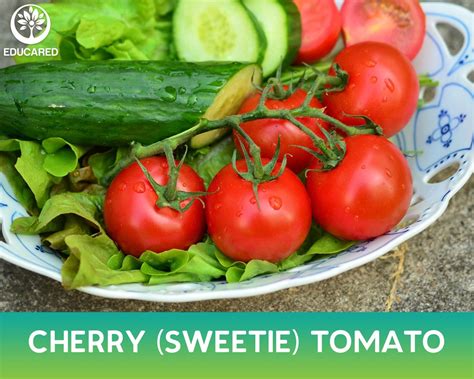 Cherry Sweetie Tomato Organic Seed Vegetable Seeds Vine Etsy