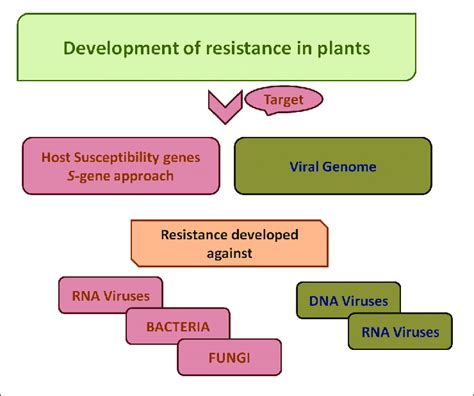 A Schematic Work Flow For The Development Of Resistance In Plants