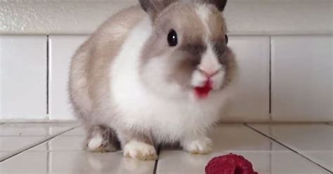 What Happens When A Rabbit Eats Raspberries This Video Huffpost Uk