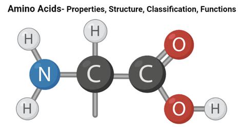 Amino Acids Properties Structure Classification Functions