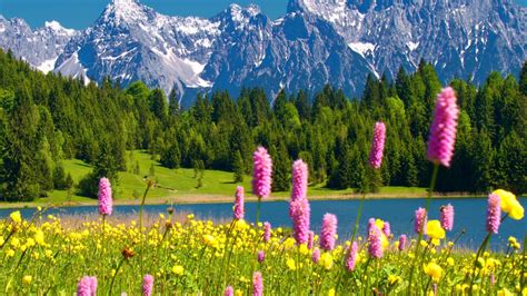 Mountain Flowers Pink Spring Flowers Pink Mountains