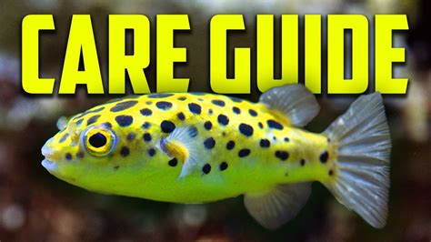 How To Keep Green Spotted Puffer Fish Care Guide