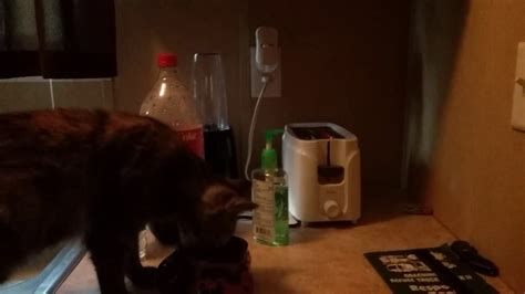 Toaster Cat Youtube