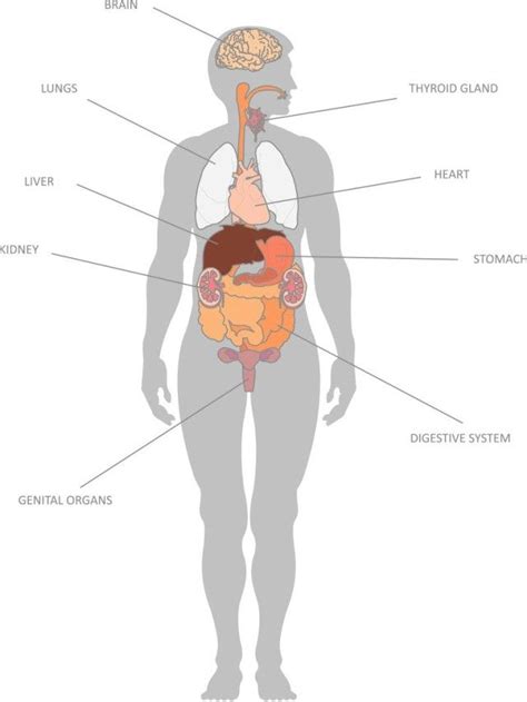 Internal Organs Of The Human Body Anatomical Chart