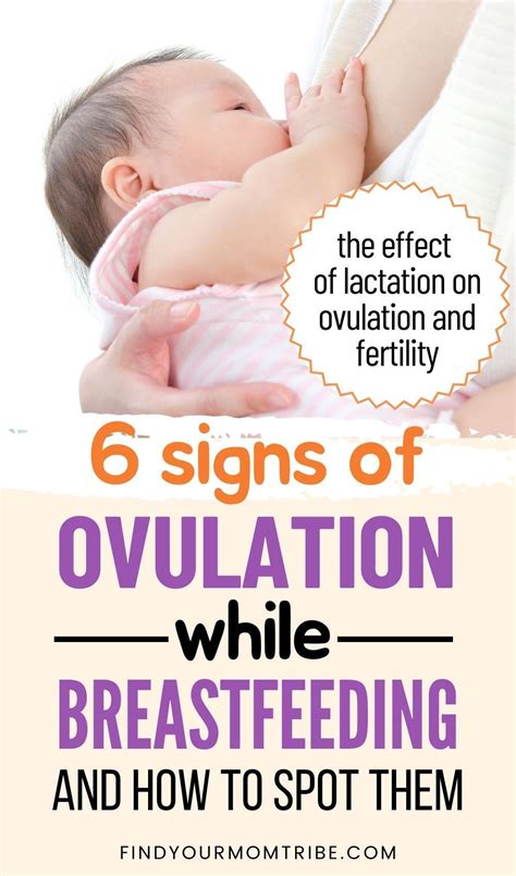Signs Of Ovulation While Breastfeeding And How To Spot Them Breastfeeding Ovulation