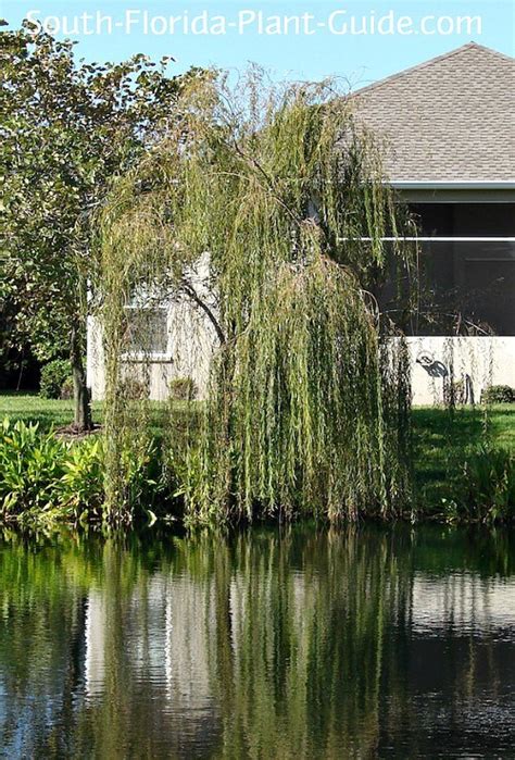 Weeping Willow Trees For Small Gardens Fasci Garden