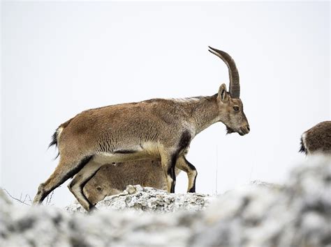 Male Hispanic Ibex Capra Pyrenaica Torcal De Antequera Spain