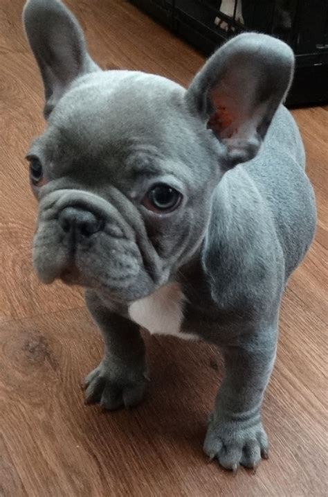 Breeder of rare colored french bulldogs, blue, chocolate, lilac, blue and tan, and standard colors. KC REGISTERED SOLID BLUE FRENCH BULLDOG BOY PUPPY ...