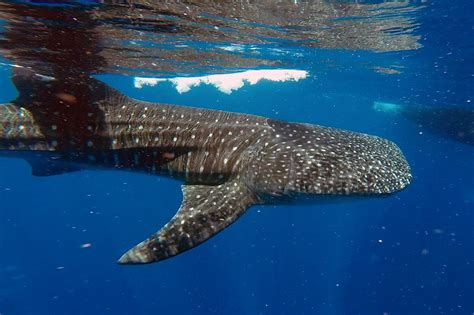 Whale Sharks On The Great Barrier Reef