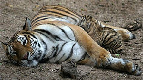 Tiger Cubs Nursing Youtube