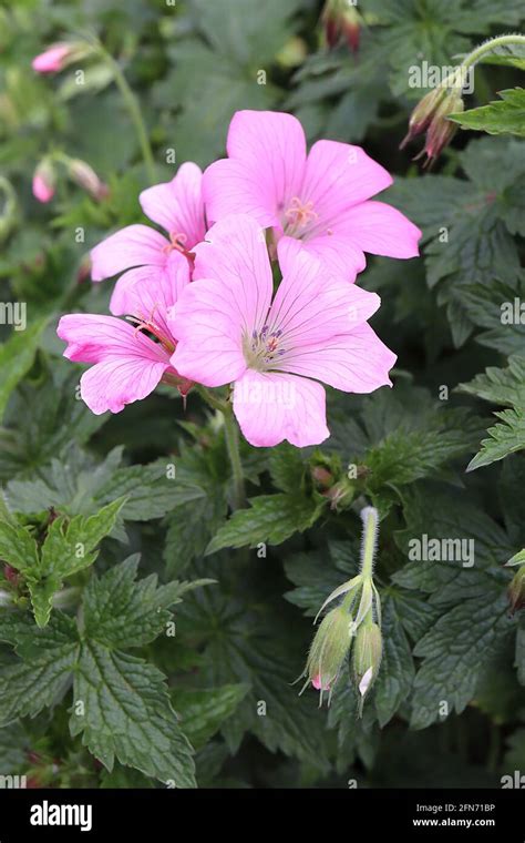 Geranium X Oxonianum ‘wargrave Pink Cranesbill Wargrave Pink Shades