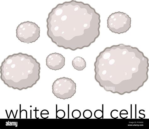 White Blood Cell Drawing Hi Res Stock Photography And Images Alamy