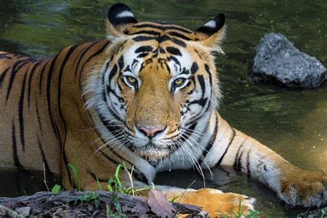 India Male Bengal Tiger Pantera Tigris Photograph By Ralph H