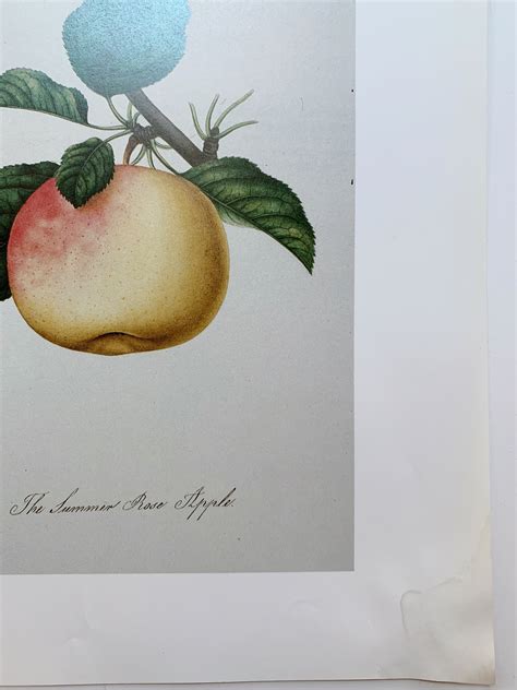 Vintage Botanical Prints Apples Wall Art Set Fruit Decor Etsy