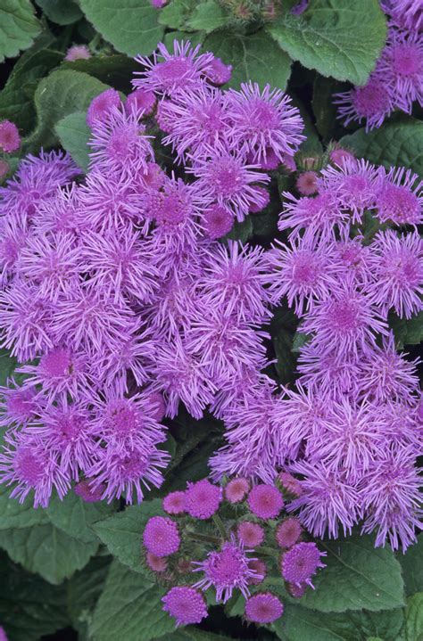 Deer Resistant Flowering Shrubs A Guide To Choosing The Right Plants