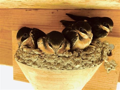 Barn Swallow Siblings Celebrate Urban Birds