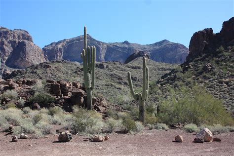 New video shows protected saguaro cacti at organ pipe cactus national monument in arizona being destroyed by bulldozers preparing the site for construction of president trump's border wall. Kohuts Rving Adventures: Organ Pipe Cactus National ...
