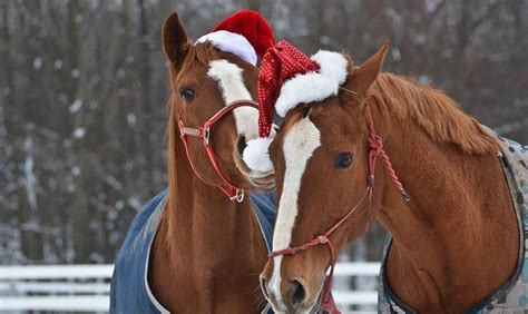 Xmas Whispers Christmas Horses Horses Funny Horse Memes