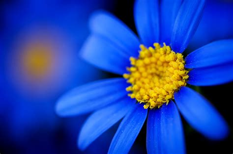 Baggrunde Sollys Fotografering Makro Gul Blomst Blå Blomster