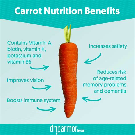 Do Carrots Contain Keratin Facts You Need To Know Planthd