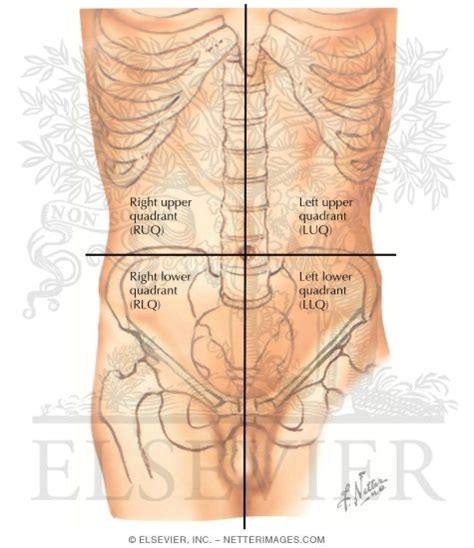 Maybe you would like to learn more about one of these? Quadrants Labeled Anatomy - Abdominal Organs Anatomy 622 ...