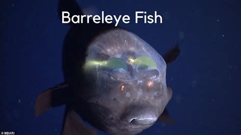 Rare Barreleye Fish With Translucent Head Exposes Its Glowing Green