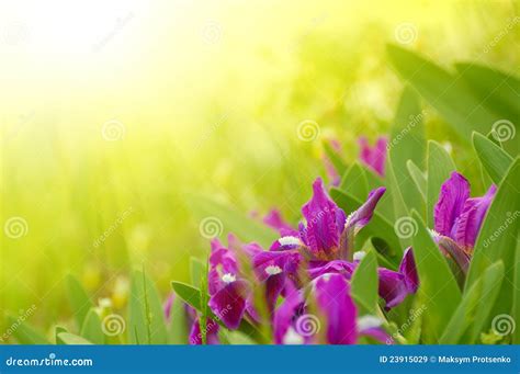 Spring Flowers In The Bright Sunlight Stock Image Image Of Closeup